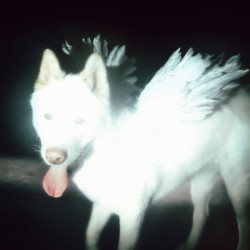 Fat Dog • Cancel Me (I´M Tired)