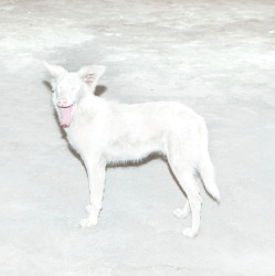 Ao • Malandra