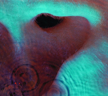 PINK FLOYD: • MEDDLE