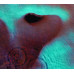 PINK FLOYD: • MEDDLE